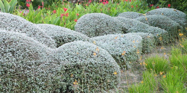 mantenimiento de jardines