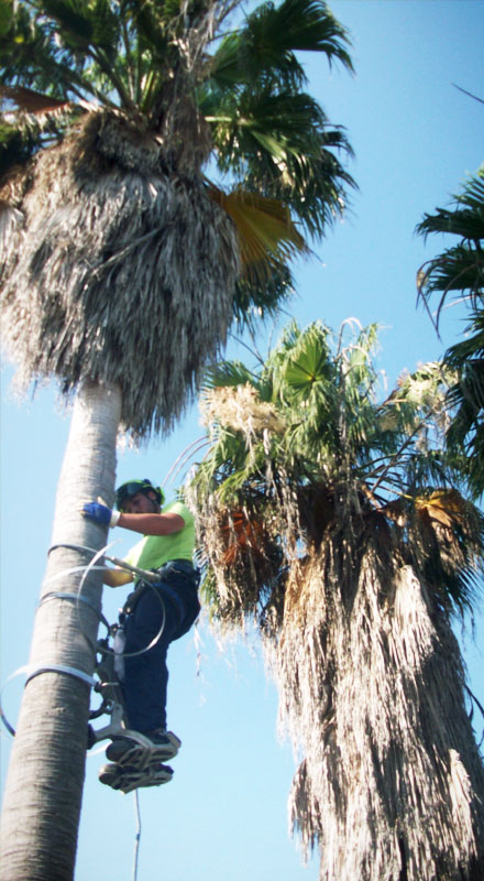 poda de palmeras y arboles