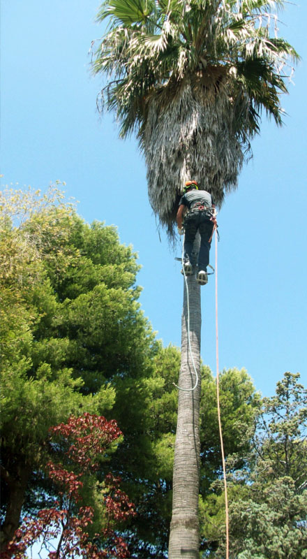 poda de palmeras y arboles